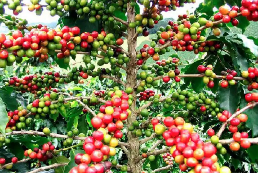 Filière caféière